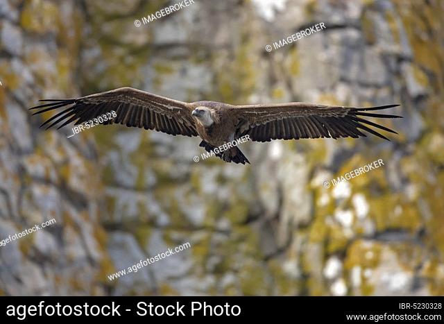 Griffon vulture (Gyps fulvus), Andalusia, Spain, Europe