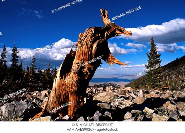 Bristlecone Pine (Pinus aristata) Great Basin NP, Nevada