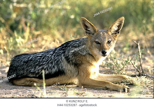10253287, Canis Mesomelas, innkeeper, national park, lie, Schabracken, jackal, steppe, South Africa