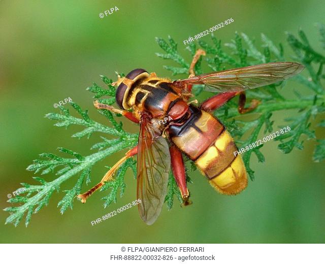 Hornet Hoverfly (Milesia craboniformis) Adult resting on grass, Cannobina Valley, Piedmont, Italian Alps, August 2015