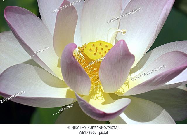 Sacred lotus (Nelumbo nucifera). Known also as Indian Lotus, Bean of India and Lotus
