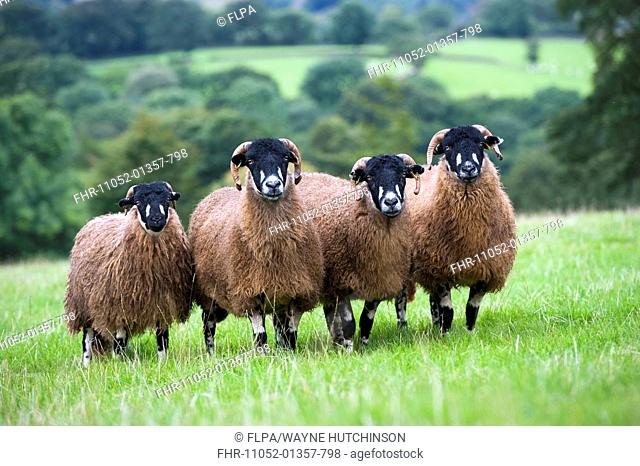 Domestic Sheep, Dalesbred flock, standing in pasture, North Yorkshire, England, August