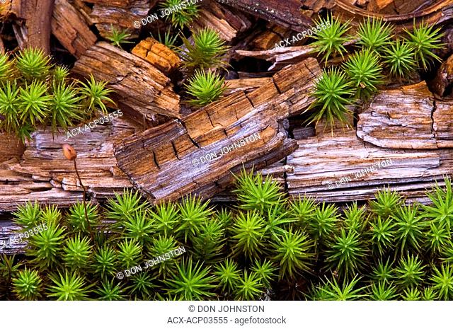 Hair cap moss, Polytrichium commune and dead wood, ontario, canada