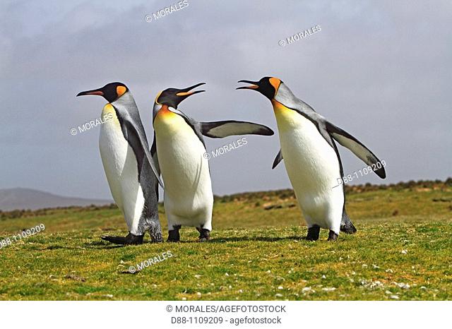 King Penguin (Aptenodytes patagonicus). Volunteer Point, East Falkland, Falkland Islands