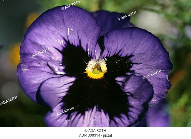 Viola x wittrockiana - purple - expressive flat-face - startled