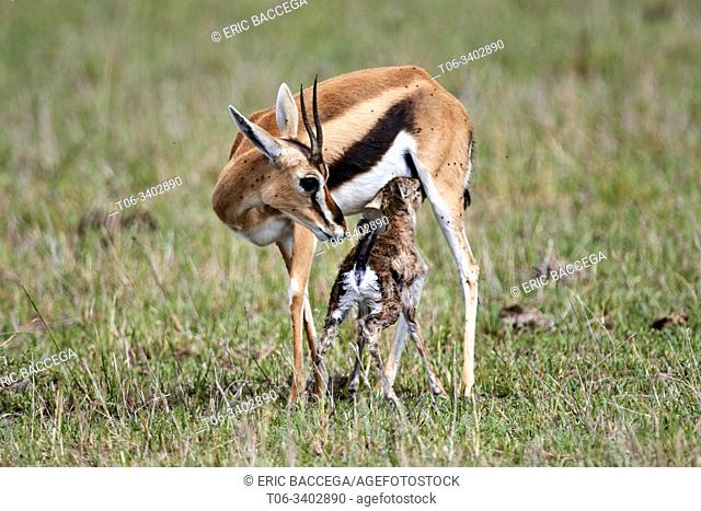 Thomson's gazelle (Eudorcas thomsonii) nursing a newborn calf. Masai Mara National Reserve, Kenya