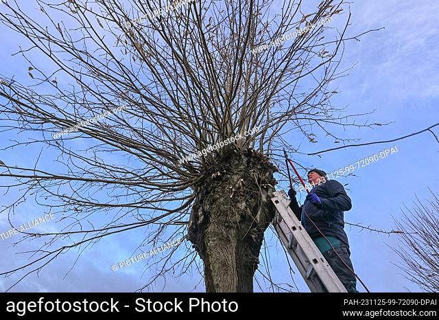 25 November 2023, Brandenburg, Petersdorf: A man cuts branches from a lime tree in the Oder-Spree district (aerial view with a drone)