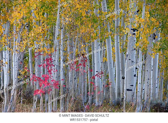 Maple and aspen trees in the national forest of the Wasatch mountains. White bark and slender tree trunks