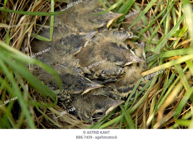 Yellow wagtail (Motacilla flava) nest with four hatchlings