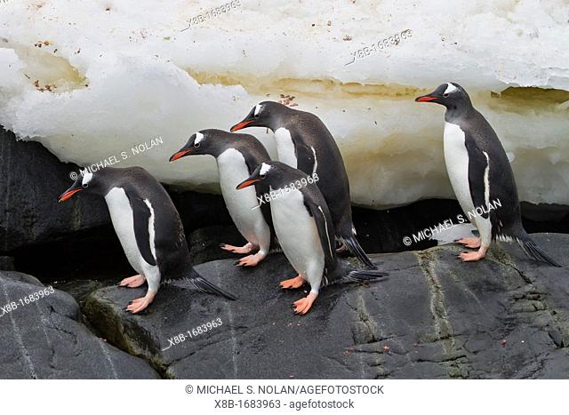 Adult gentoo penguins Pygoscelis papua returning and coming from the sea at Booth Island, Antarctica, Southern Ocean