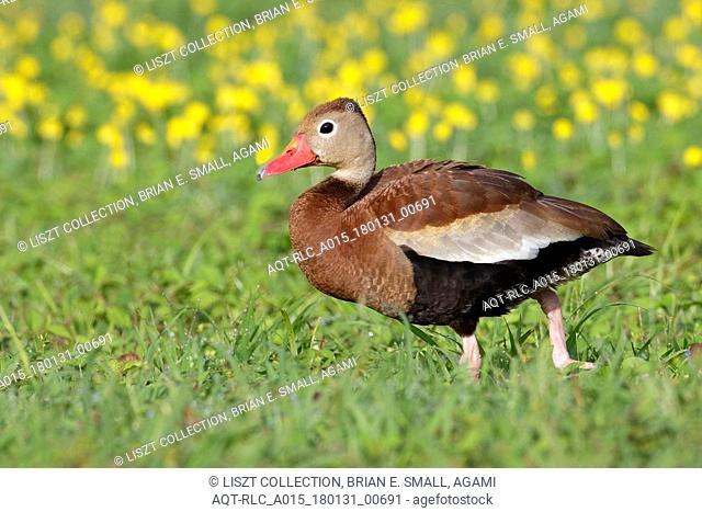 Black-bellied Whistling-Duck, Dendrocygna autumnalis, Black-bellied Whistling Duck