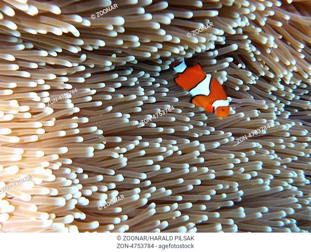 Sea anemone and anemonenfish