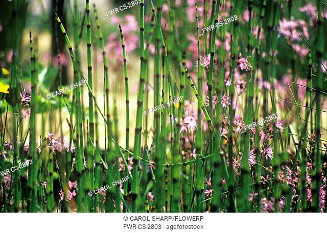 Equisetum fluviatile, Horsetail, Water horsetail
