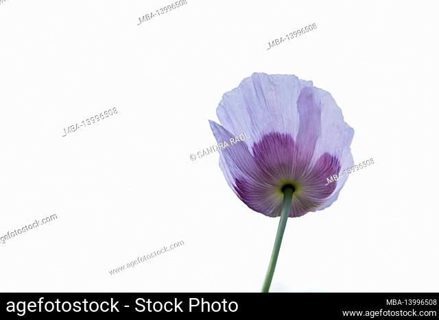 delicate purple poppy blossom (papaver), high-key shot