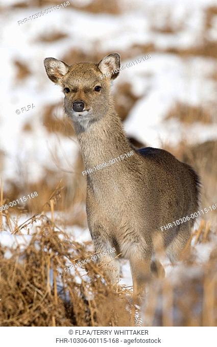 Sika Deer Cervus nippon hind, standing in snow, Knole Park, Kent, England, winter