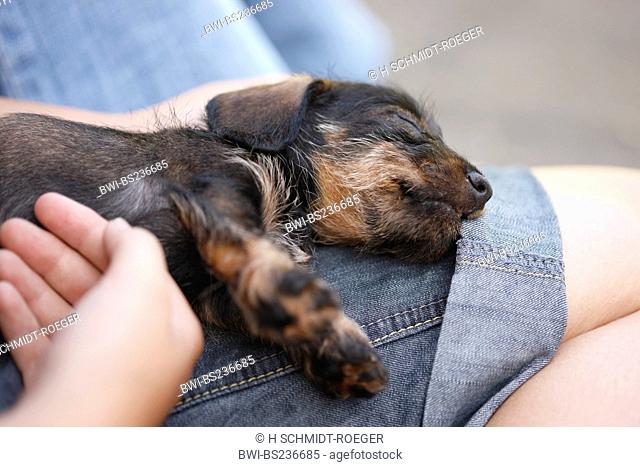 Wire-haired Dachshund, Wire-haired sausage dog, domestic dog Canis lupus f. familiaris, 6 weeks old wire-haired miniature sausage dog lying sleeping on a girls...