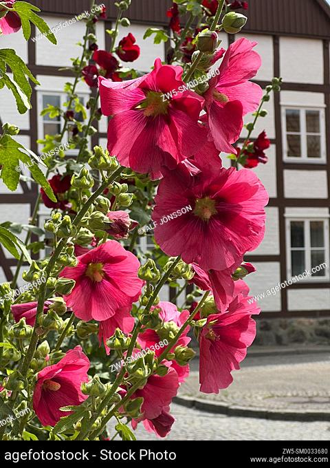 Red hollyhocks flower at a halftimbered house in Ystad, Sweden