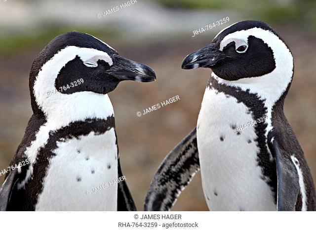 African penguin Spheniscus demersus pair, Simon's Town, South Africa, Africa