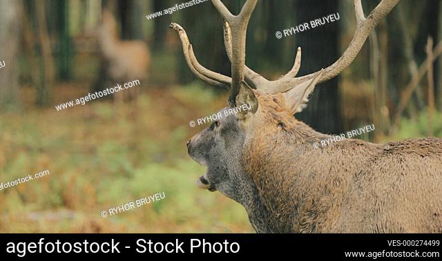 Belarus. Male European Red Deer Or Cervus Elaphus Have A Roar During Rut. Red Deer Inhabits Most Of Europe, Caucasus Mountains Region, Parts Of Asia