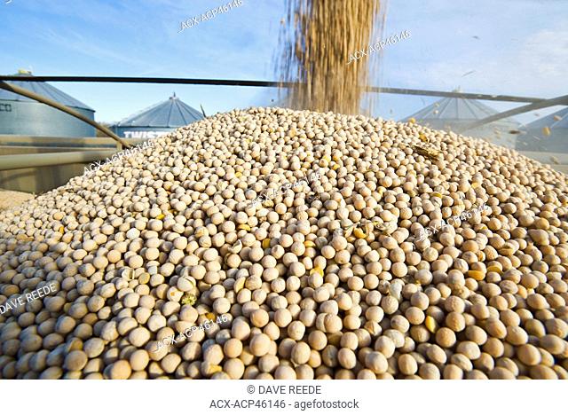 Field peas being augered into a farm truck for shipping, near Ponteix, Saskatchewan, Canada