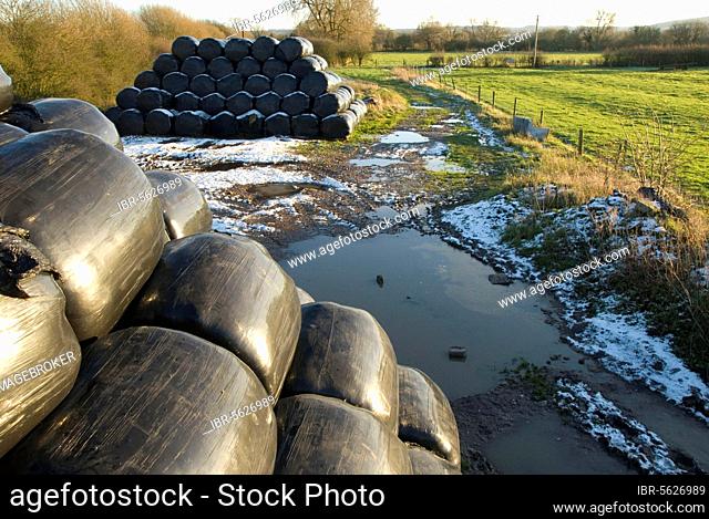 Stacks of black plastic wrapped silage bales on muddy waterlogged farm track, near Wilstone, Hertfordshire, England, United Kingdom, Europe