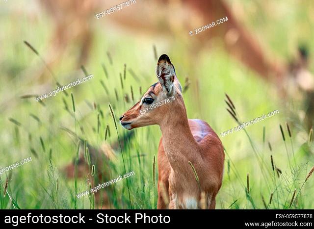 Side profile of a baby Impala in the Kruger National Park, South Africa