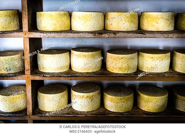 Quesería 'Rogelio Lopez Campo', Cabrales cheese maker, at Sotres, Asturias, Spain