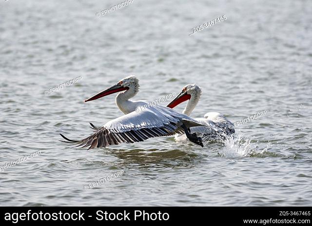 Dalmation Pelican, Pelecanus crispus, Jamnagar, India
