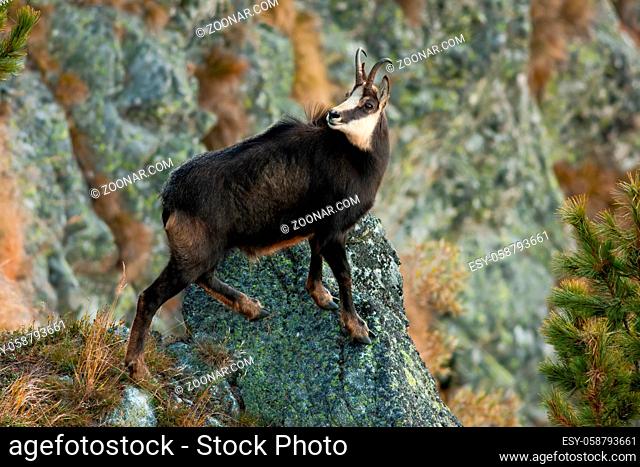 Tatra chamois, rupicapra rupicapra tatrica, climbing in mountains in autumn nature. Wild goat observing on rocks. Brown horned mammal standing on the peak of...