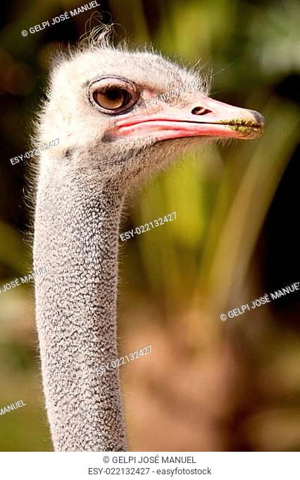 Curious ostrich outdoors