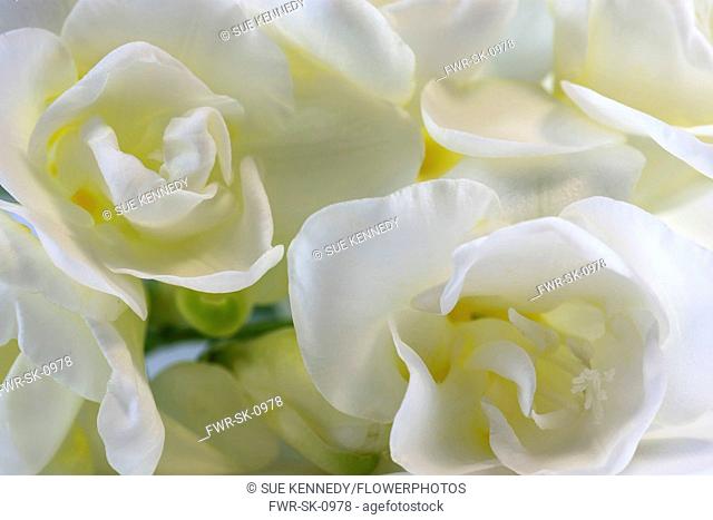 Freesia, Close up studio shot of white flowers