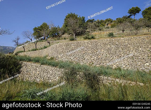 terraces of Es Moleto, Bunyola, Mallorca, Balearic Islands, Spain