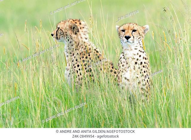 Two Cheetah (Acinonix jubatus) sitting on the look out at savanna, Maasai Mara National Reserve, Kenya