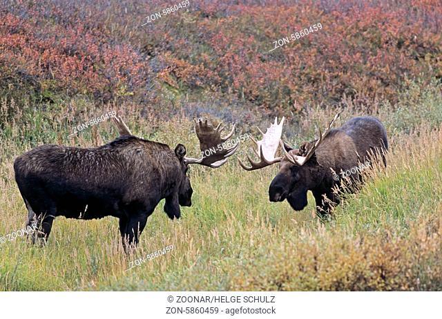 Elchschaufler beim spielerischen Kampf in der Tundra - (Alaska-Elch) / Bull Moose playfully fighting in the tundra - (Alaska Moose) / Alces alces - Alces alces...