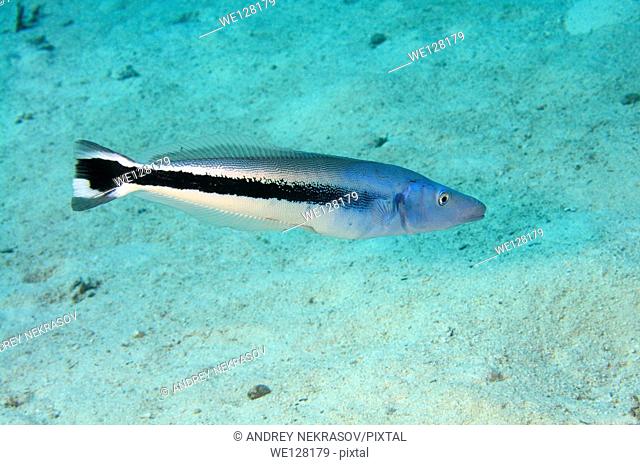 Bluestreak wrasse or cleanerfish (Aspidontus taeniatus) Red sea, Egypt, Africa
