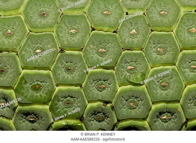 Detail of Fruit of the Mexican Breadfruit Plant (Monstera deliciosa) aka: Monster Fruit, Fruit Salad Plant, Ceriman, Monstereo, Swiss Cheese Plant, Monstera