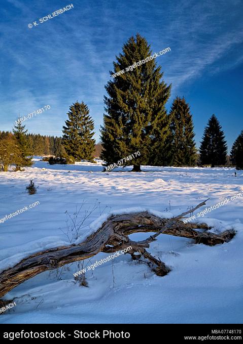 Europe, Germany, Hesse, Frankenau, National Park Kellerwald-Edersee, Hutfläche am Fahrentriesch near Altenlotheim, winter atmosphere with ice and snow