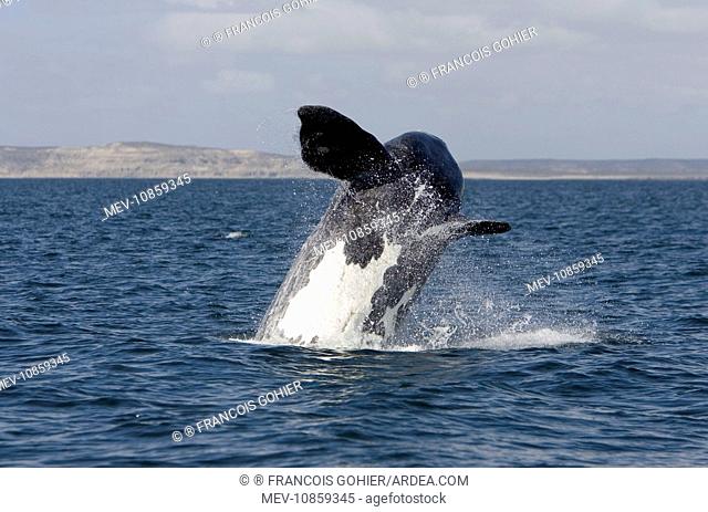 Southern Right Whale: calf, breaching (Eubalaena australis). Valdes Peninsula, Province Chubut, Patagonia, Argentina