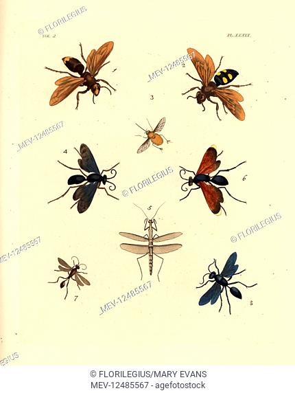 Oriental hornet, Vespa orientalis 1, scarab hunter wasp, Campsomeris quadrimaculata 2, hairy footed flower bee, Anthophora plumipes 3, steel-blue wasp