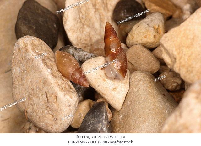 Mouse-ear Snail Myosotella denticulata two adults, amongst coastal rocks, Isle of Portland, Dorset, England