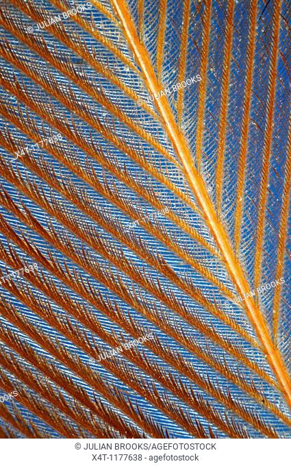 Extreme closeup of a feather chicken against a blue background