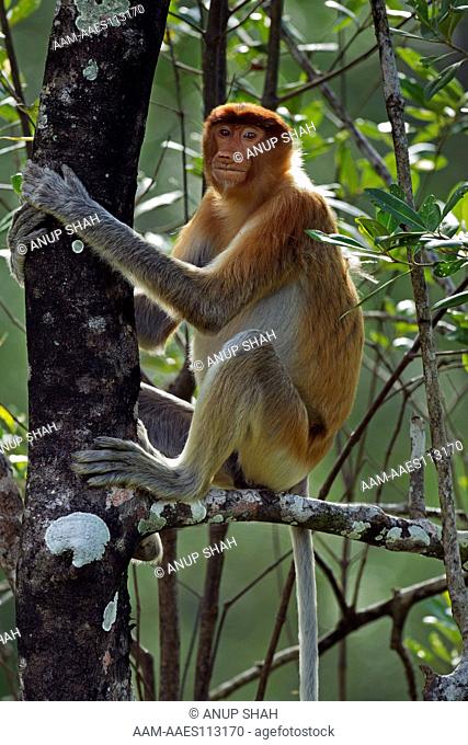 Proboscis monkey young male sitting in a tree (Nasalis larvatus). Bako National Park, Sarawak, Borneo, Malaysia. Apr 2010
