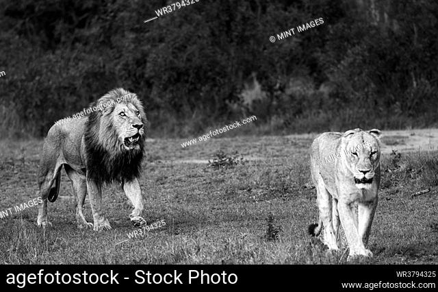 A male Lion and a lioness, Panthera leo, walking together, in black and white