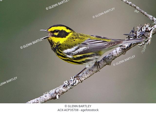 Townsend's Warbler Dendroica townsendi perched on a branch in Victoria, BC, Canada