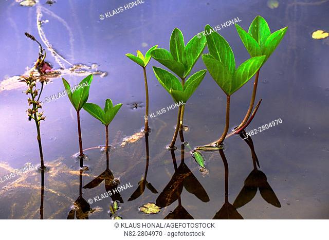 Stems and petioles of Bogbean or Buckbean plant (Menyanthes trifoliata) are hollow, so the plant gets buoyancy and floats at the swamp habitat - Hesselberg...