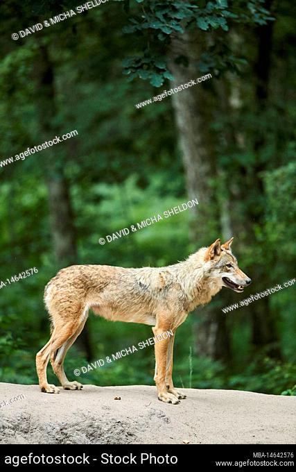 European wolf, Canis lupus lupus, forest, Hesse, Germany, Europe