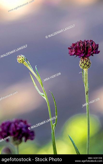 Cornflower, Centaurea cyanus, close up