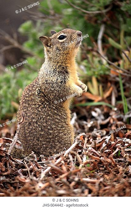 California Ground Squirrel, Citellus beecheyi, Monterey, California, USA, adult searching for food