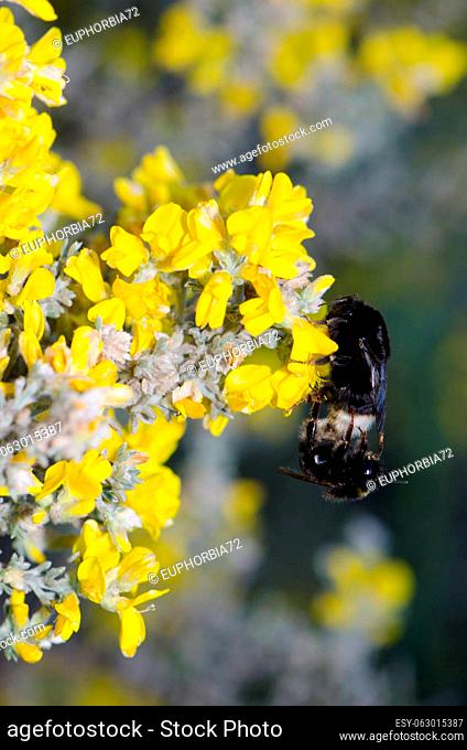 Bumblebees Bombus canariensis copulating on flowers of Genista microphylla. Gran Canaria. Canary Islands. Spain