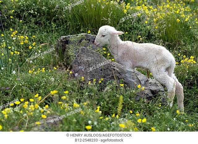 Sheep (Ovis aries), Lamb Basco-Bearnais just born, Pyrenees, France